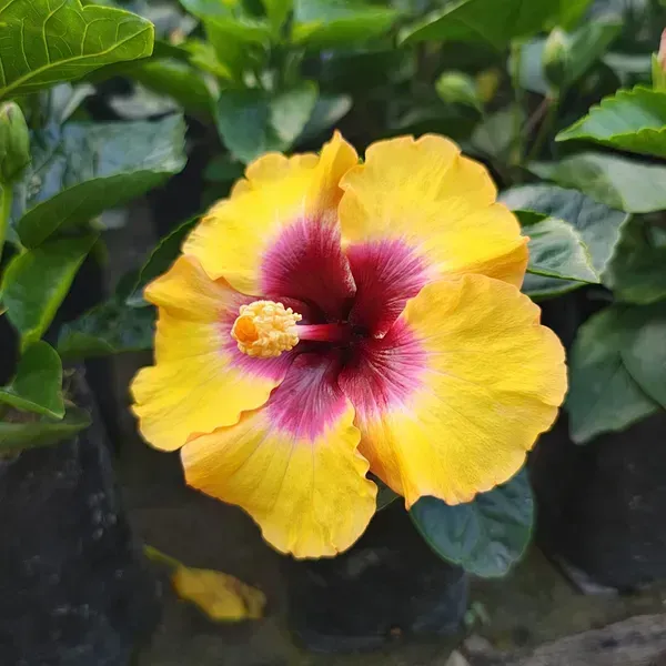 American_Hibiscus_Flower_Plant