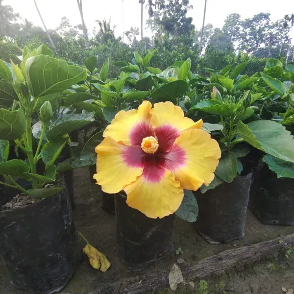 American_Hibiscus_Flower_Plant