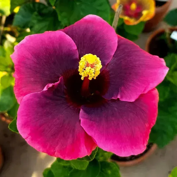 Australian_Variety_Grafted_Hibiscus_Flower_Plant
