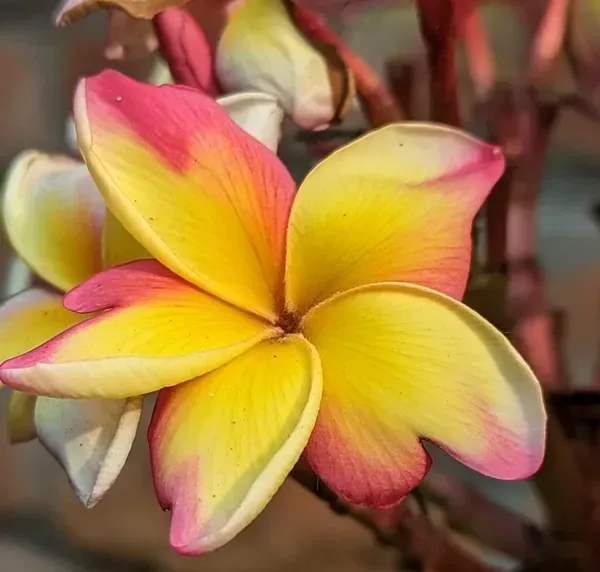 Dwarf_Variety_Pulmeria_Flower_Plant