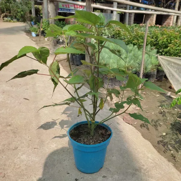 Lantern_Hibiscus_Flower_Plant_Pink
