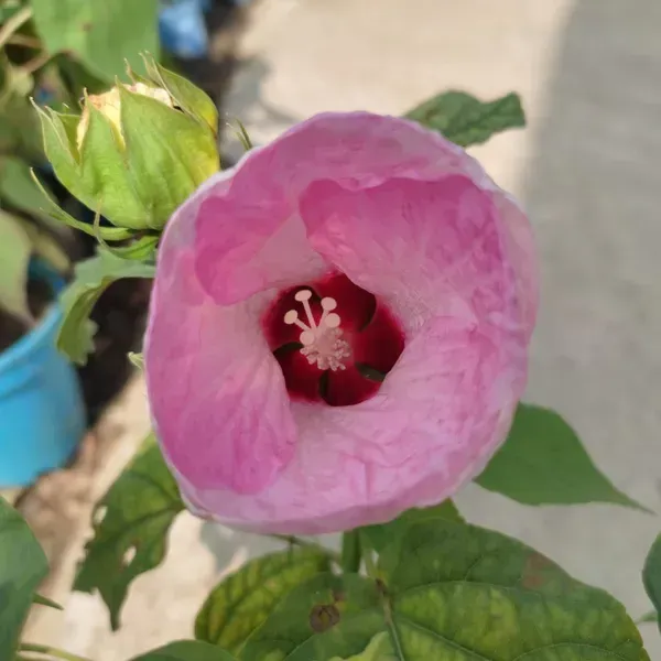 Lantern_Hibiscus_Flower_Plant_Pink