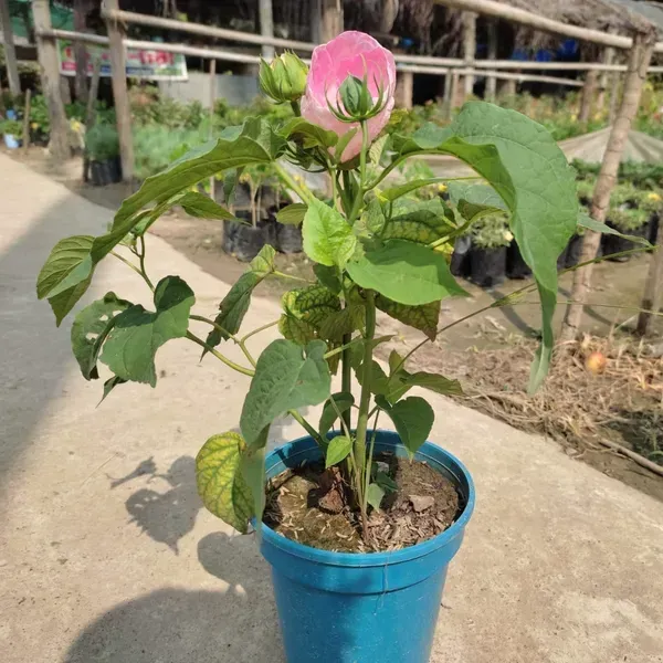 Lantern_Hibiscus_Flower_Plant_Pink