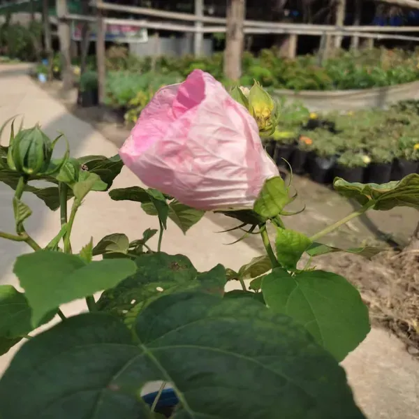 Lantern_Hibiscus_Flower_Plant_Pink