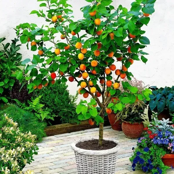Apricot_Fruit_Plant_For_Home_Garden