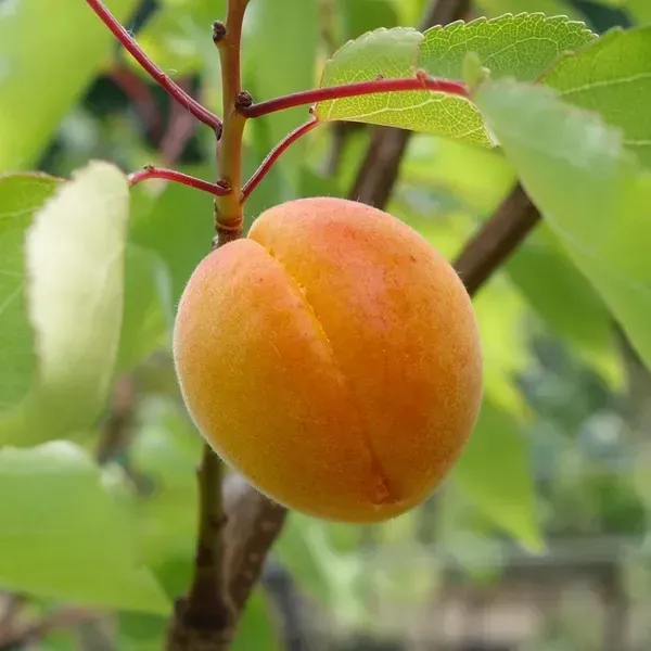 Apricot_Fruit_Plant_For_Home_Garden