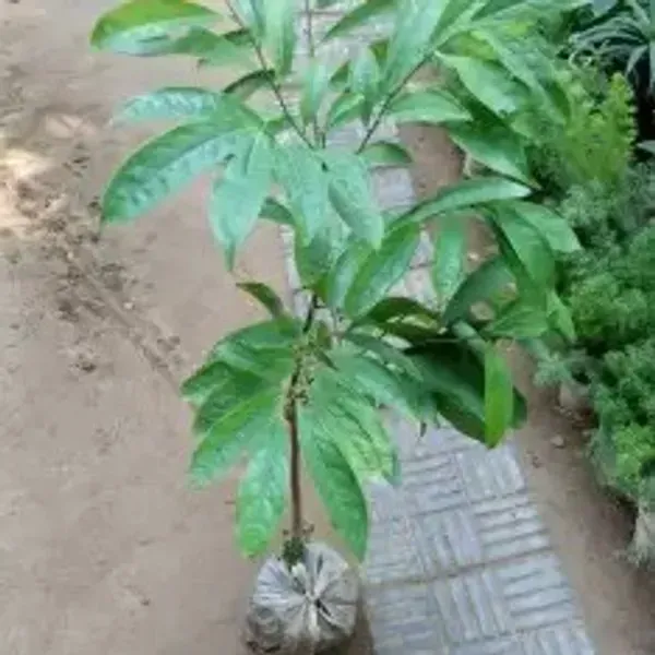 Apricot_Fruit_Plant_For_Home_Garden
