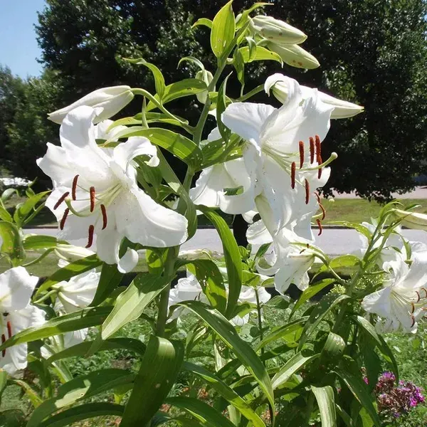 Lilium_Casa_Blanca_Lilly_Flower_Plant