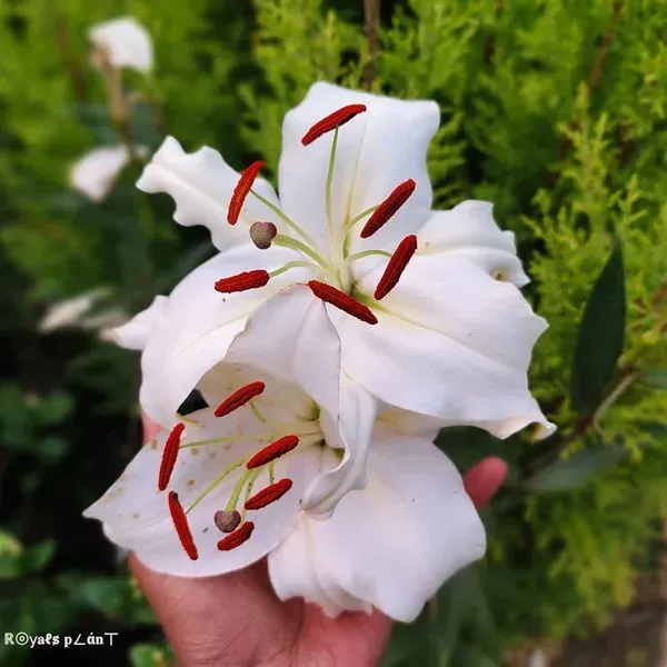 Lilium_Casa_Blanca_Lilly_Flower_Plant