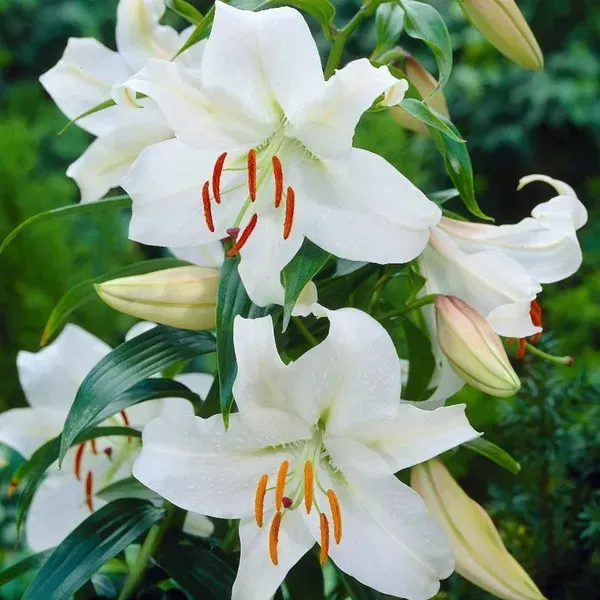 Lilium_Casa_Blanca_Lilly_Flower_Plant