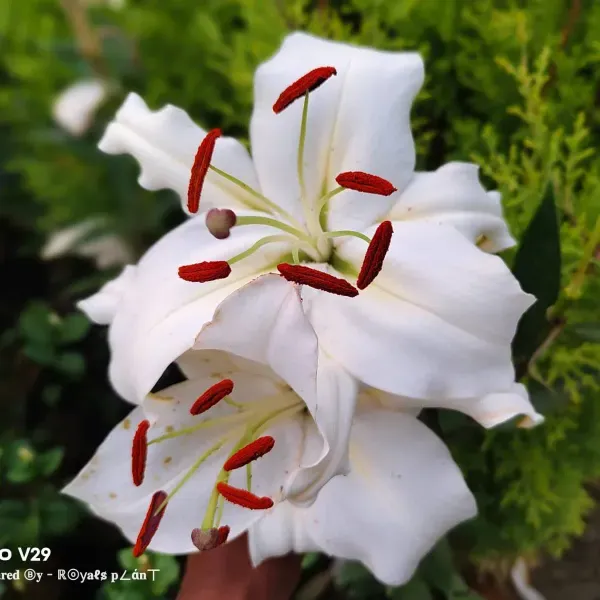 Lilium_Casa_Blanca_Lilly_Flower_Plant