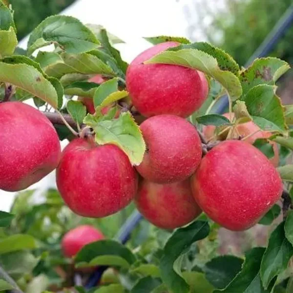 Apple_Hrm_99_Grafted_Fruit_Plant