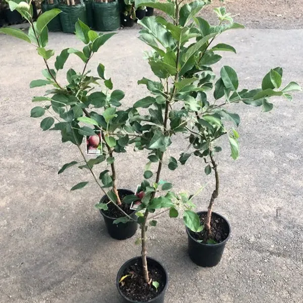 Apple_Hrm_99_Grafted_Fruit_Plant