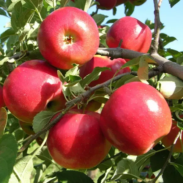 Apple_Hrm_99_Grafted_Fruit_Plant
