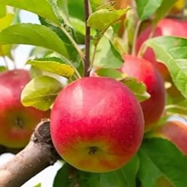 Apple_Hrm_99_Grafted_Fruit_Plant