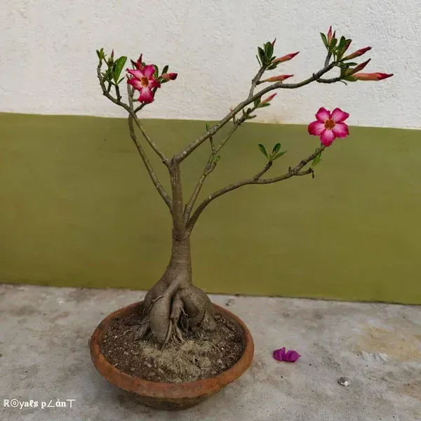 Adenium_Grafted_Flowers_Plant_5_Years_Old_Codex