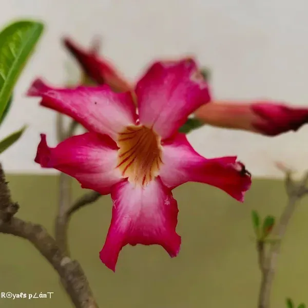 Adenium_Grafted_Flowers_Plant_5_Years_Old_Codex