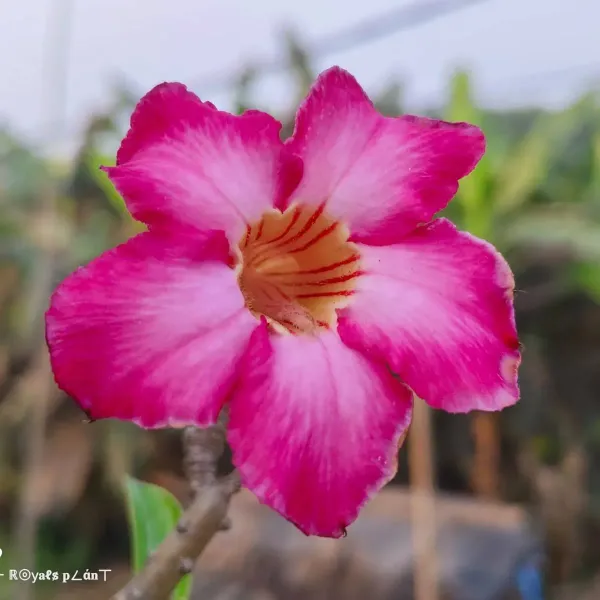 Adenium_Grafted_Flowers_Plant_5_Years_Old_Codex