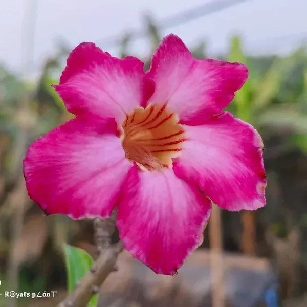 Adenium_Grafted_Flowers_Plant_5_Years_Old_Codex