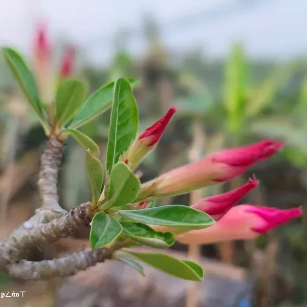 Adenium_Grafted_Flowers_Plant_5_Years_Old_Codex