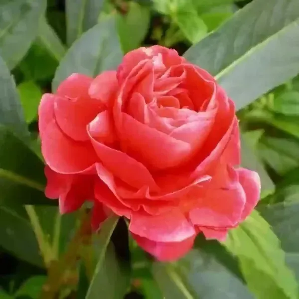 Impatiens_Balsamina_Dopati_Red