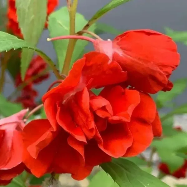 Impatiens_Balsamina_Dopati_Red