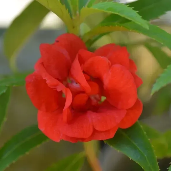 Impatiens_Balsamina_Dopati_Red