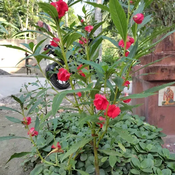 Impatiens_Balsamina_Dopati_Red