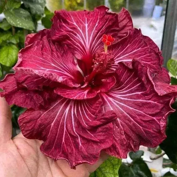 Australian_Variety_Grafted_Hibiscus_Flower_Plant