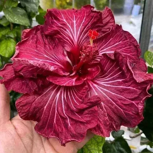 Australian_Variety_Grafted_Hibiscus_Flower_Plant
