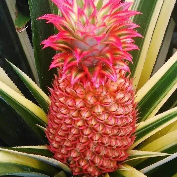 Red_Pineapple_Fruit_Plant_For_Home_Garden