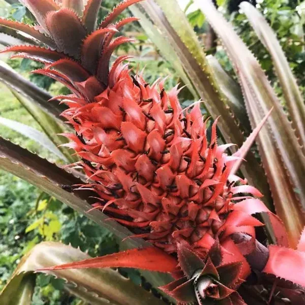 Red_Pineapple_Fruit_Plant_For_Home_Garden