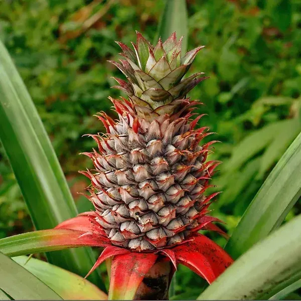 Red_Pineapple_Fruit_Plant_For_Home_Garden