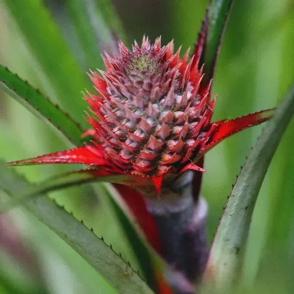 Red_Pineapple_Fruit_Plant_For_Home_Garden
