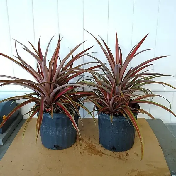 Red_Pineapple_Fruit_Plant_For_Home_Garden