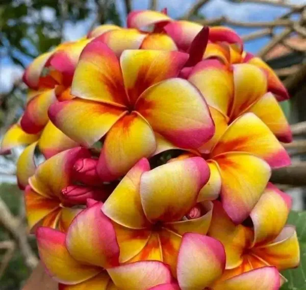 Dwarf_Variety_Pulmeria_Flower_Plant