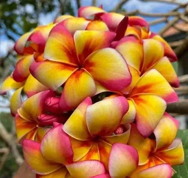 Dwarf_Variety_Pulmeria_Flower_Plant