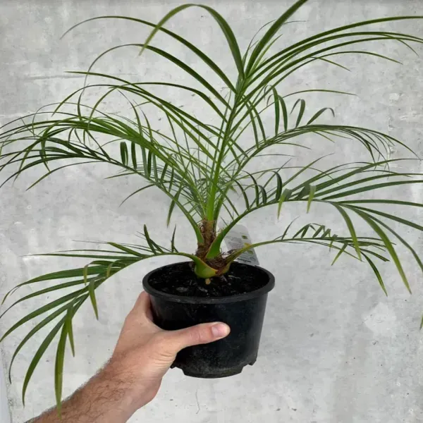 Hayani_Variety_Date_Plum_Live_Plant