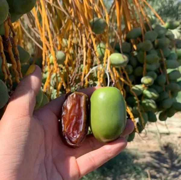 Hayani_Variety_Date_Plum_Live_Plant