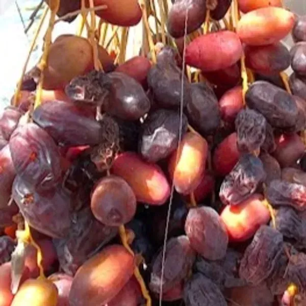 Hayani_Variety_Date_Plum_Live_Plant