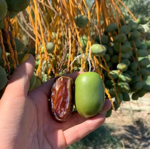 Hayani_Variety_Date_Plum_Live_Plant