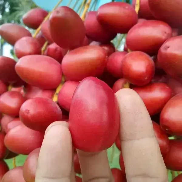 Hayani_Variety_Date_Plum_Live_Plant