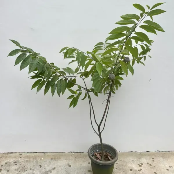 Golden_Custard_Apple_Grafted_Hybrid_Fruit_Plant