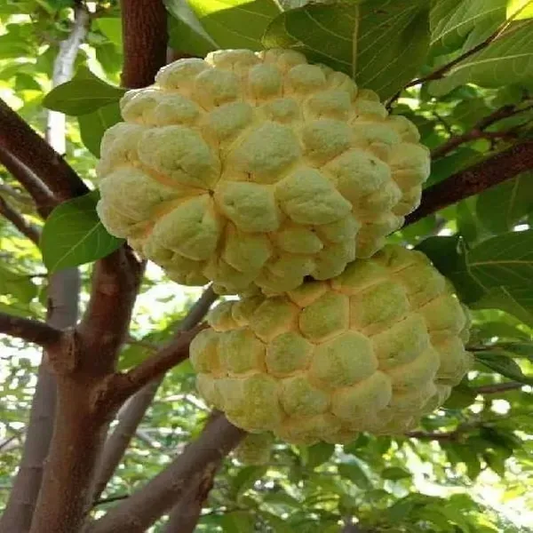 Golden_Custard_Apple_Grafted_Hybrid_Fruit_Plant