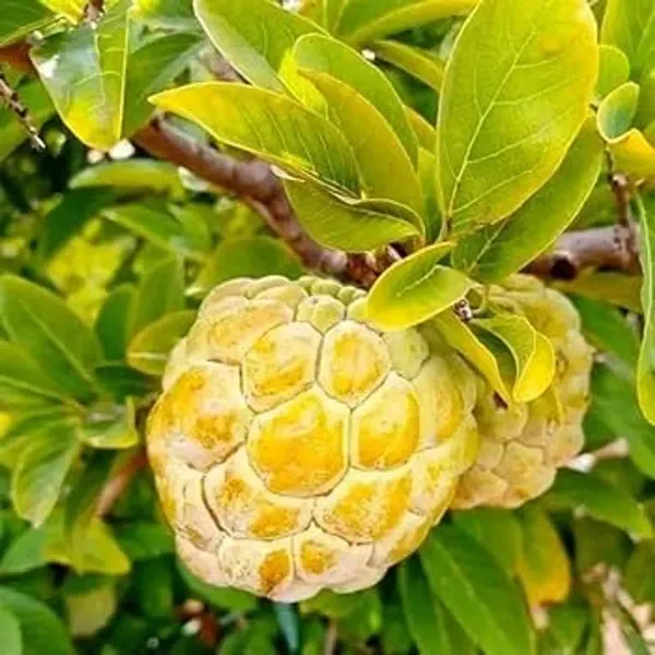Golden_Custard_Apple_Grafted_Hybrid_Fruit_Plant