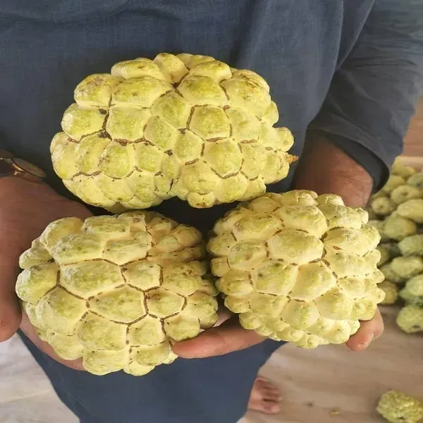 Golden_Custard_Apple_Grafted_Hybrid_Fruit_Plant