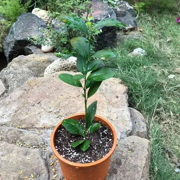 Black_Finger_Lemon_Grafted_Hybrid_Fruit_Plant