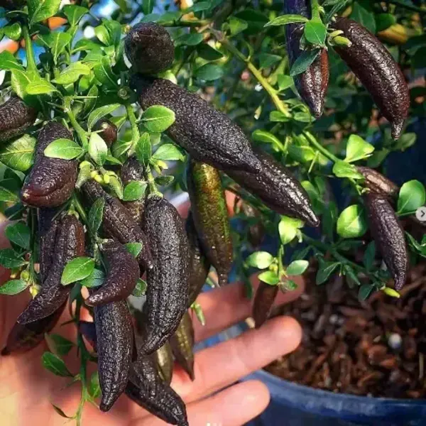 Black_Finger_Lemon_Grafted_Hybrid_Fruit_Plant