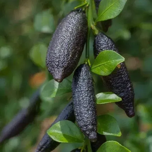 Black_Finger_Lemon_Grafted_Hybrid_Fruit_Plant