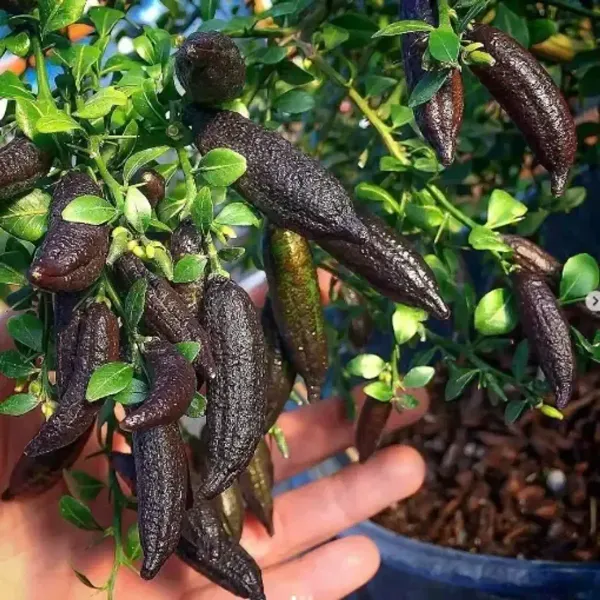 Black_Finger_Lemon_Grafted_Hybrid_Fruit_Plant